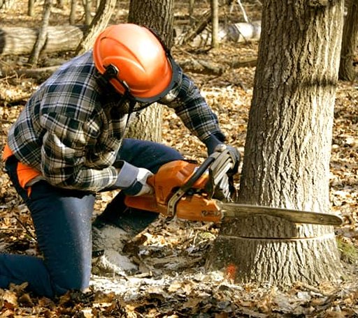 Tree Removal in Haywood, VA